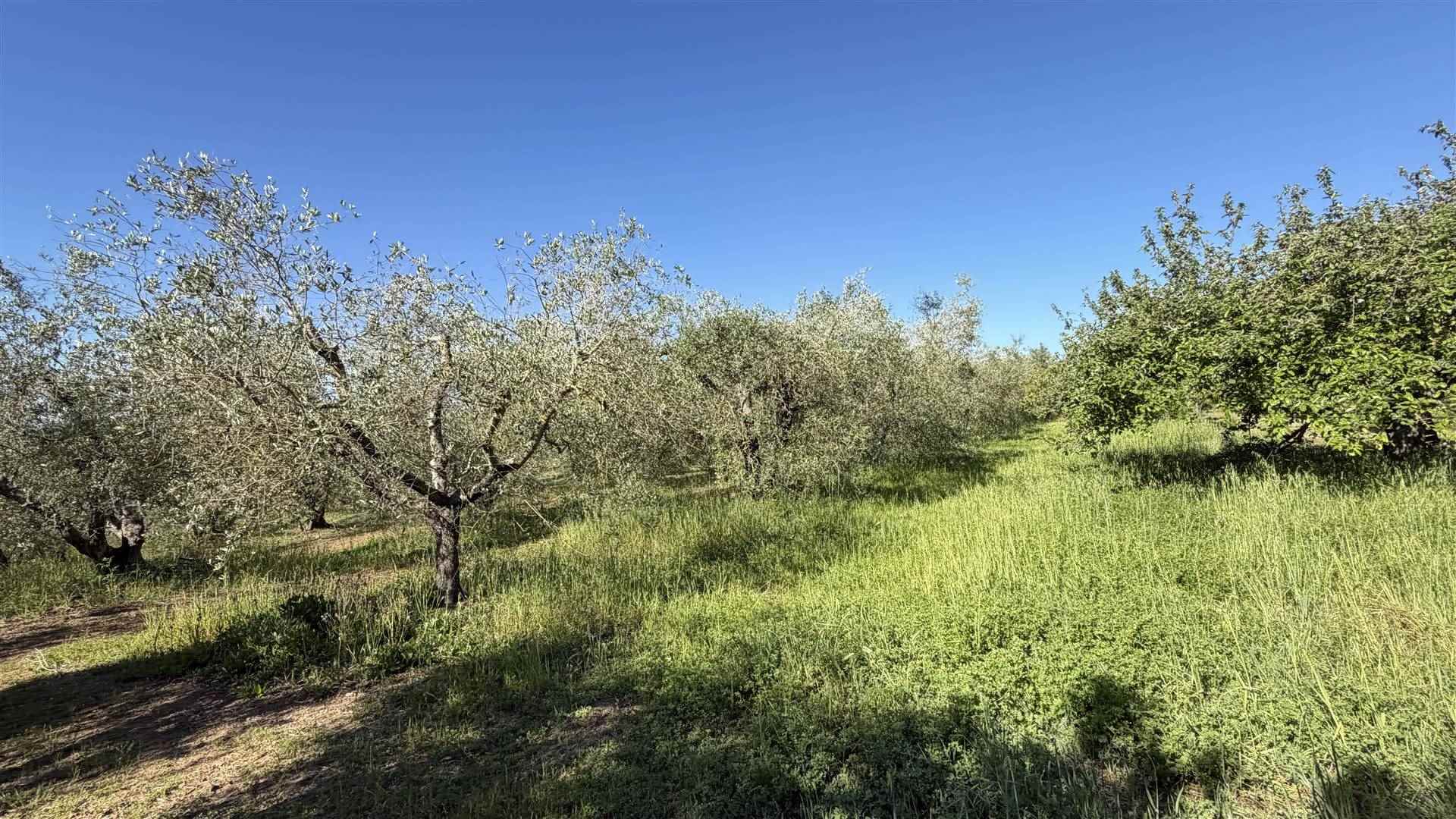 property_image