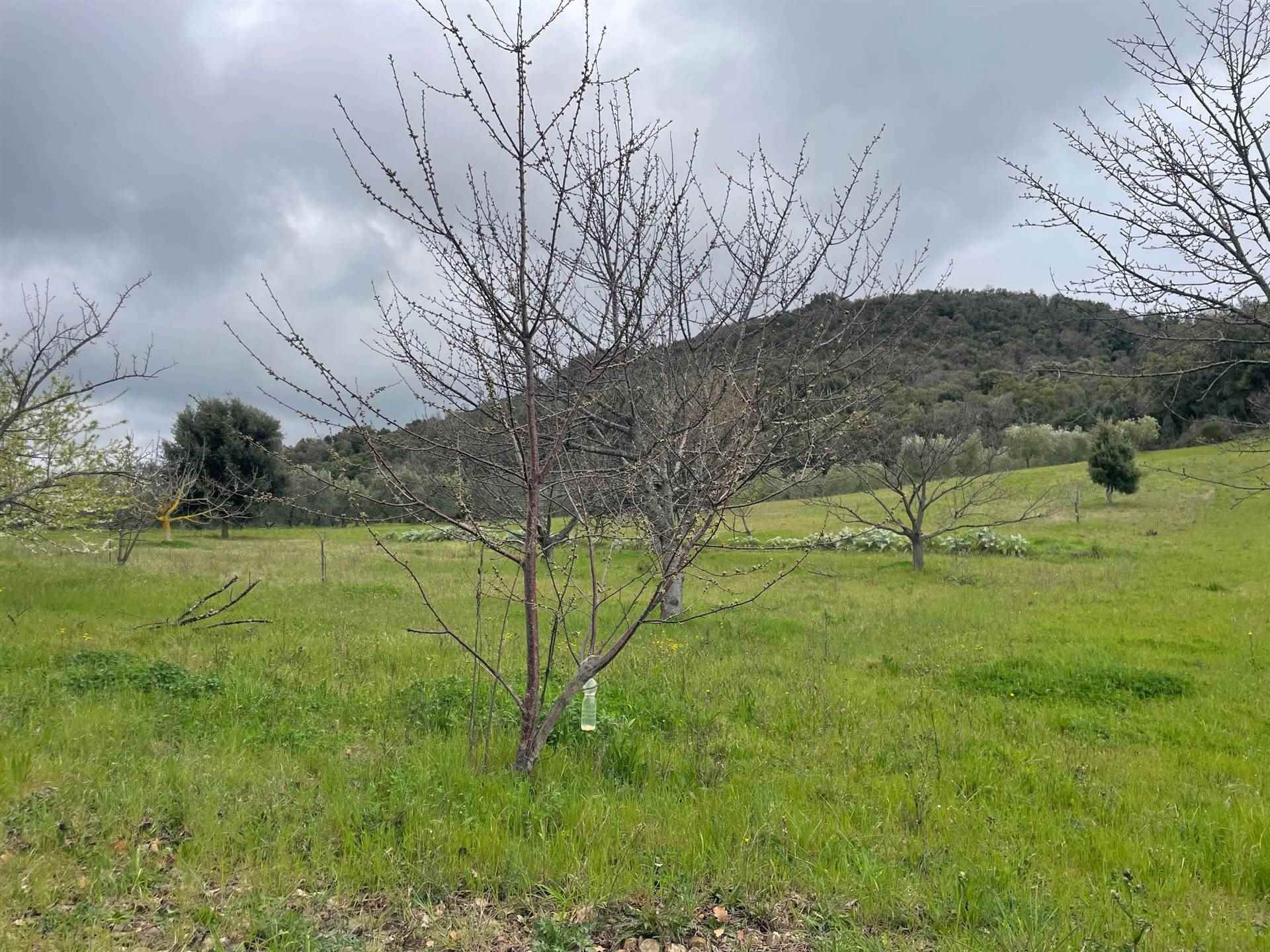 property_image